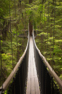 View of redwood tree top walks, in redwoods whakarewarewa forest. 