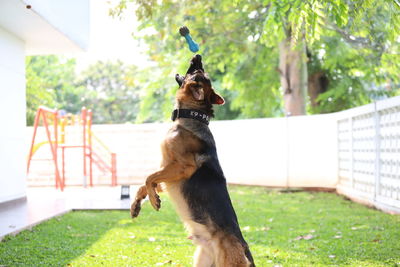 Dog in park