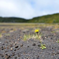 Close-up of yellow flowers blooming in field