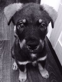 Close-up portrait of puppy sitting