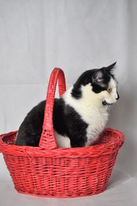 Cat sitting in basket