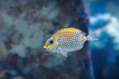 Close-up of fish swimming in sea