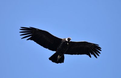 Low angle view of bird flying against clear blue sky