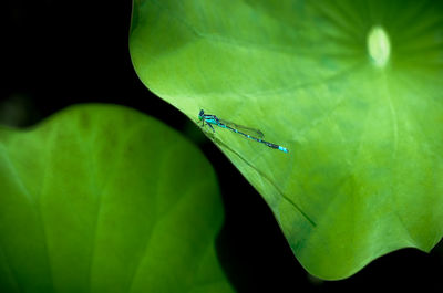 Close-up of insect on leaf