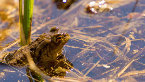 Close-up of frog in lake