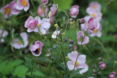 Close-up of pink flowering plant