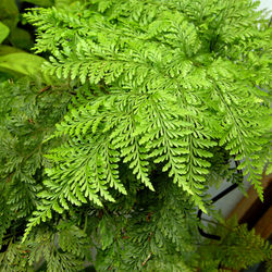 Full frame shot of green leaves