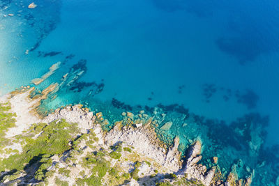 High angle view of coral in sea