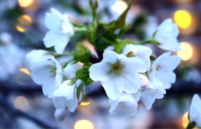 Close-up of white flowering plant