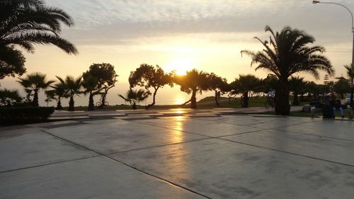 Palm trees at sunset