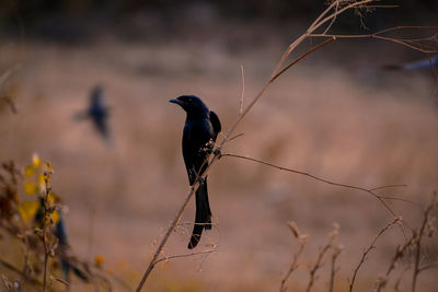 Close-up of bird perching on branch