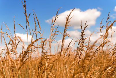 Close-up of wheat field against sky