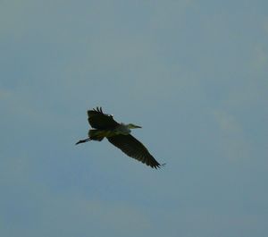 Low angle view of eagle flying against clear sky