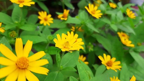 Close-up of yellow flowering plants