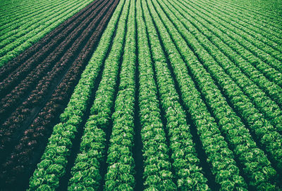 Full frame shot of corn field
