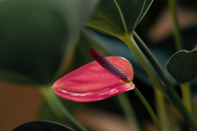 Close-up of red flower