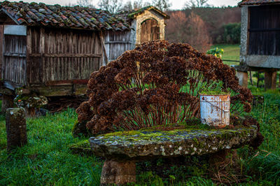 Old abandoned house by plants