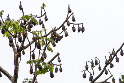 Low angle view of flower tree against sky