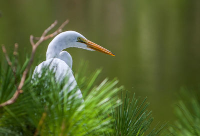 Close-up of a bird