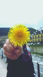 Close-up of hand holding yellow flower