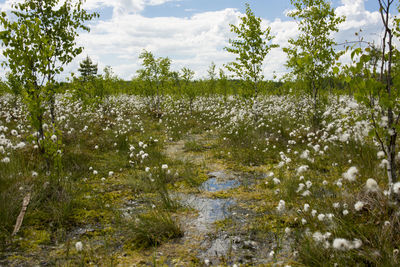 Scenic view of swamp by trees against sky