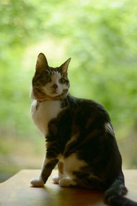 pet