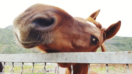 Close-up of horse in pen