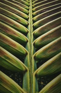 Full frame shot of green leaves