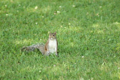 Cat sitting on field