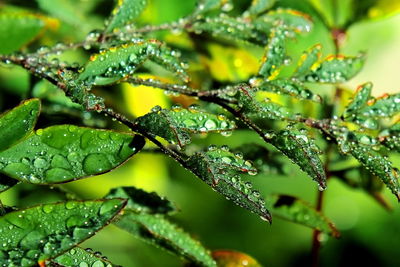 Close-up of wet plant leaves