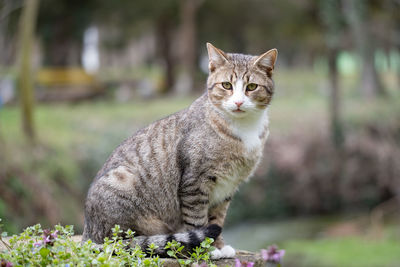 Portrait of cat sitting on field