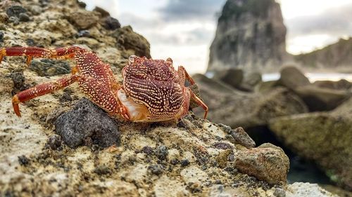 Close-up of lizard on rock