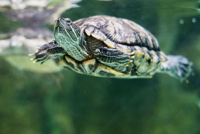 Close-up of turtle swimming in lake