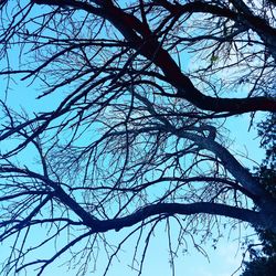 Low angle view of bare tree against sky