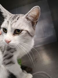 Close-up of cat looking away