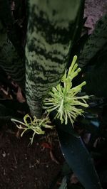 High angle view of succulent plant on field