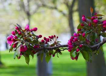 Close-up of pink flowering plant