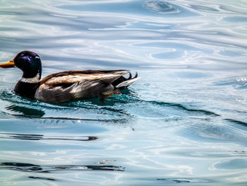 Duck swimming in lake