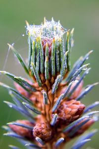 Close-up of flower plant