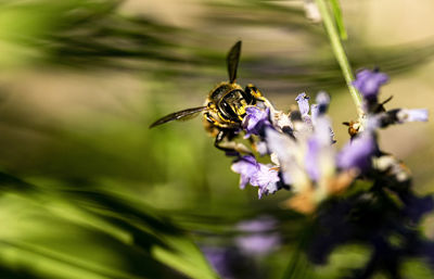 Close-up of bee pollinating on purple flower