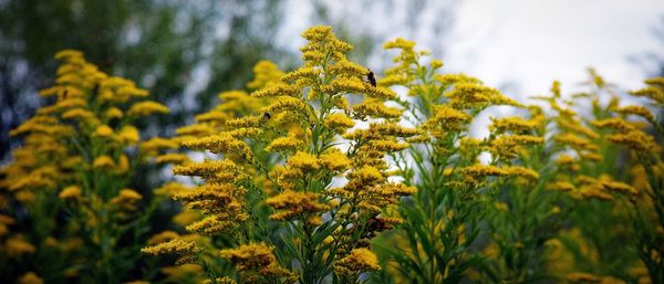 Close-up of yellow flowers