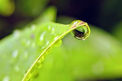 Close-up of raindrops on leaf