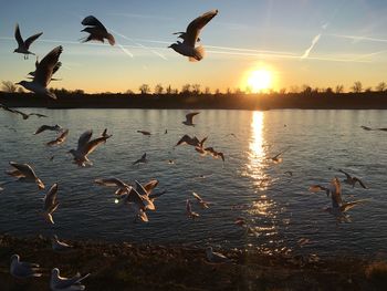 Birds flying over lake against sky during sunset