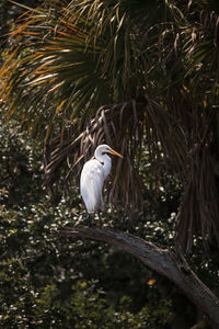 Bird perching on a tree