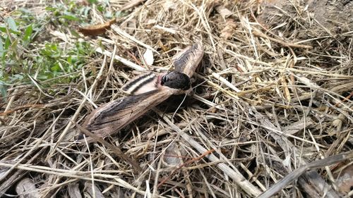 High angle view of lizard on grass