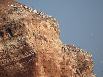 Low angle view of a bird flying