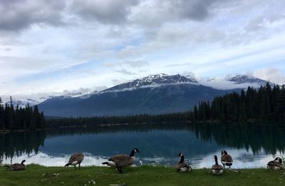 Swans on lake by mountains against sky