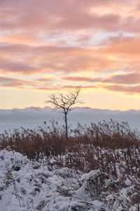 Scenic view of snow covered field against sky during sunset