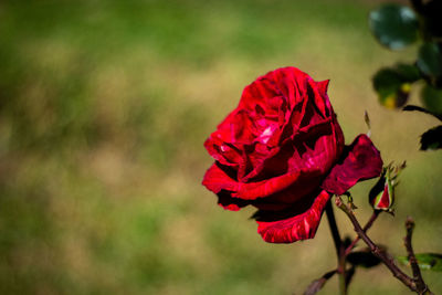 Close-up of red rose against blurred background