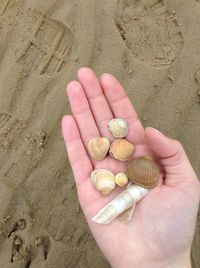 High angle view of person holding shell on sand